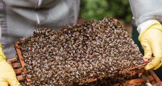 ICYMI: Honeybees find a home in Halifax, Health Canada caves to cattle industry, and more - Vimarsana News