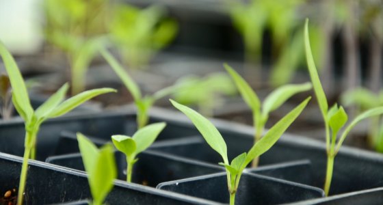 ICYMI: A new initiative to improve food security in Northern Manitoba, the cost of sugar consumption, and more - Vimarsana News