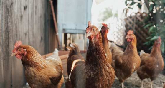ICYMI: New food waste study, Calgary's backyard hen program, and more - Vimarsana News