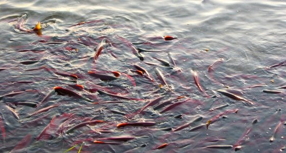 ICYMI: Piles of dead fish found in BC, self-driving delivery trucks, and more - Vimarsana News