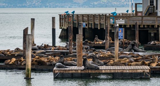 ICYMI: Sea lions terrorize BC salmon farms, Alberta's new patio pet policy, and more - Vimarsana News