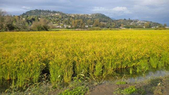 Abbotsford rice field